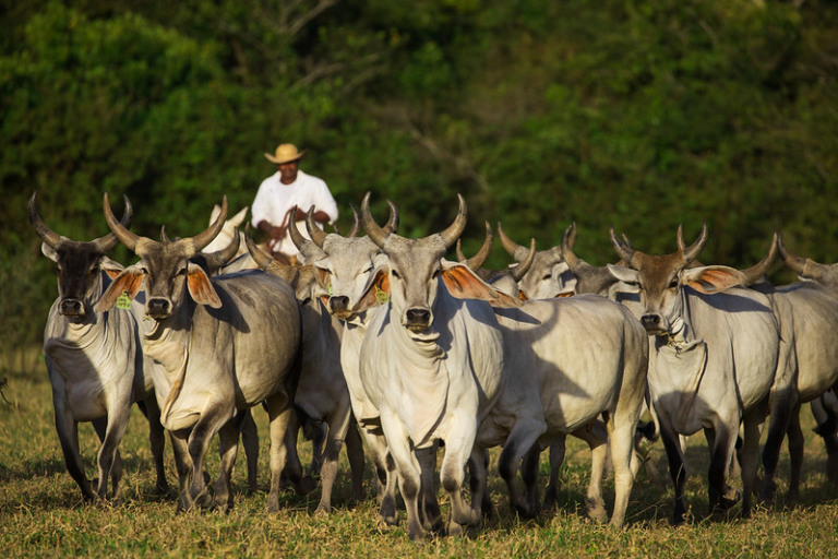 Como melhorar a performance produtiva e financeira da sua fazenda