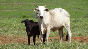 ILPF: O caminho para maior produtividade e sustentabilidade no campo