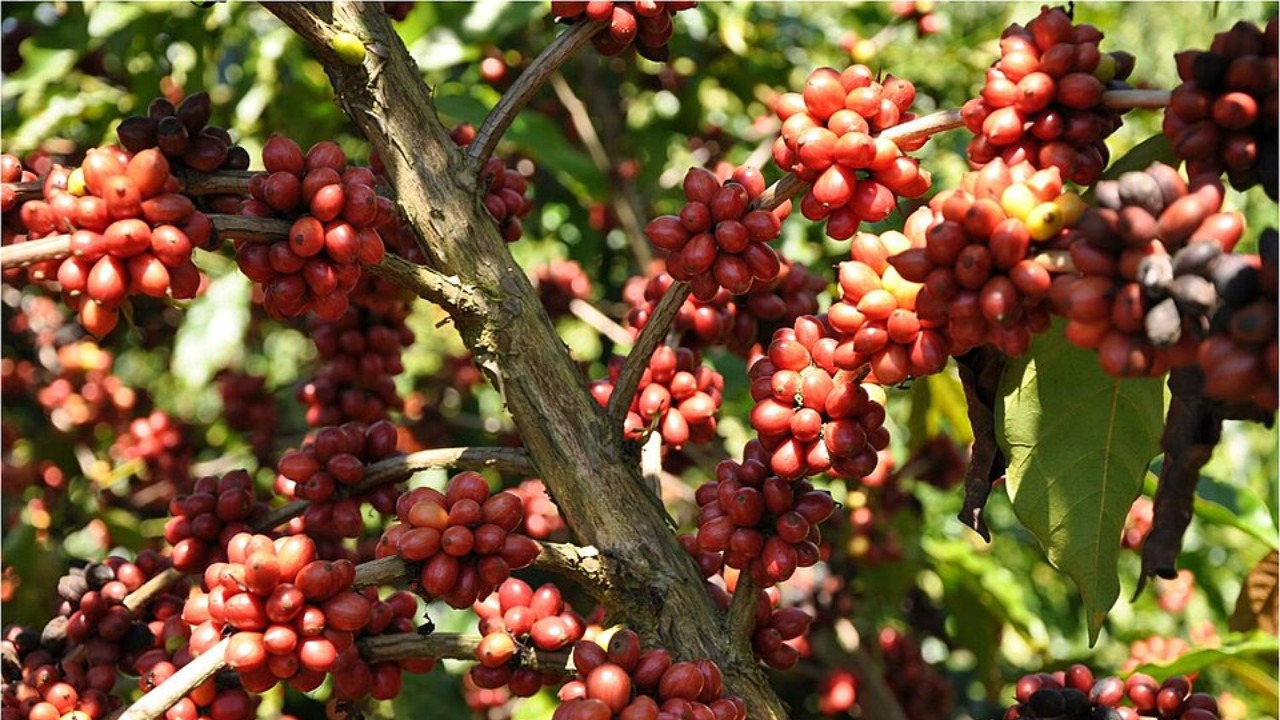 Biochar impulsiona produção de café com menos custo e mais rendimento