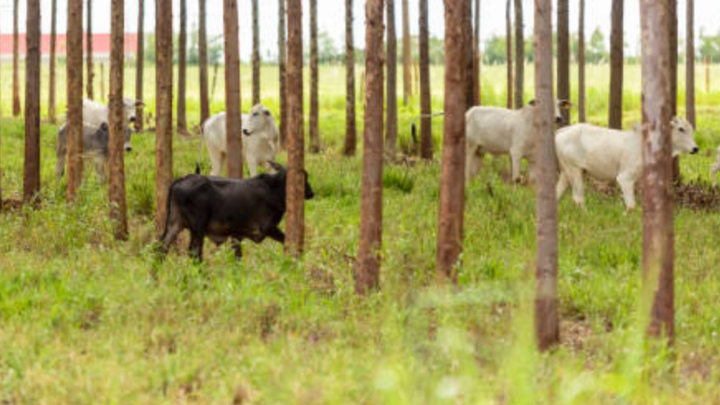 Sistemas integrados com árvores compensam metano de mais de dois bois por hectare Sistemas integrados com árvores compensam metano de mais de dois bois por hectare