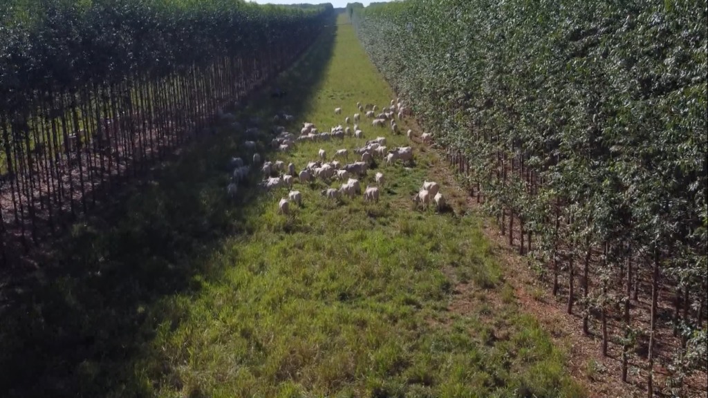 Brasil é destaque no sistema Integração Lavoura Pecuária e Floresta (ILPF) – Foto: Reprodução/Planeta Campo