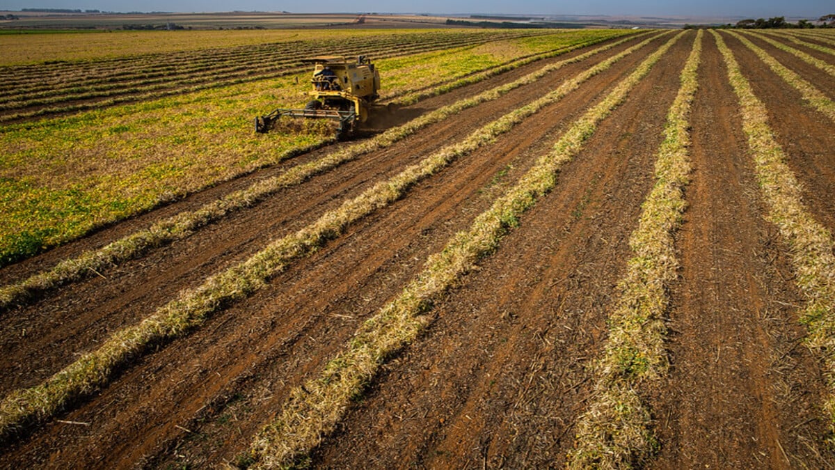 Conheça o selo que reconhece o uso de bioinsumos e boas práticas no campo Conheça o selo que reconhece o uso de bioinsumos e boas práticas no campo