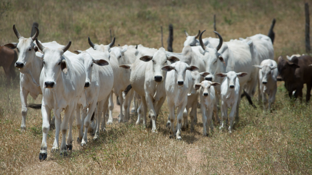 JBS investe em rastreabilidade e regularização de produtores no Pará e Acre JBS investe em rastreabilidade e regularização de produtores no Pará e Acre