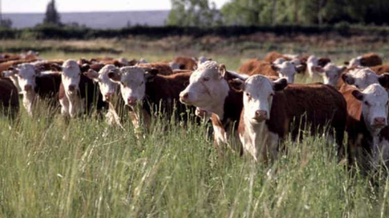 JBS doa 2 milhões de brincos para identificar rebanhos