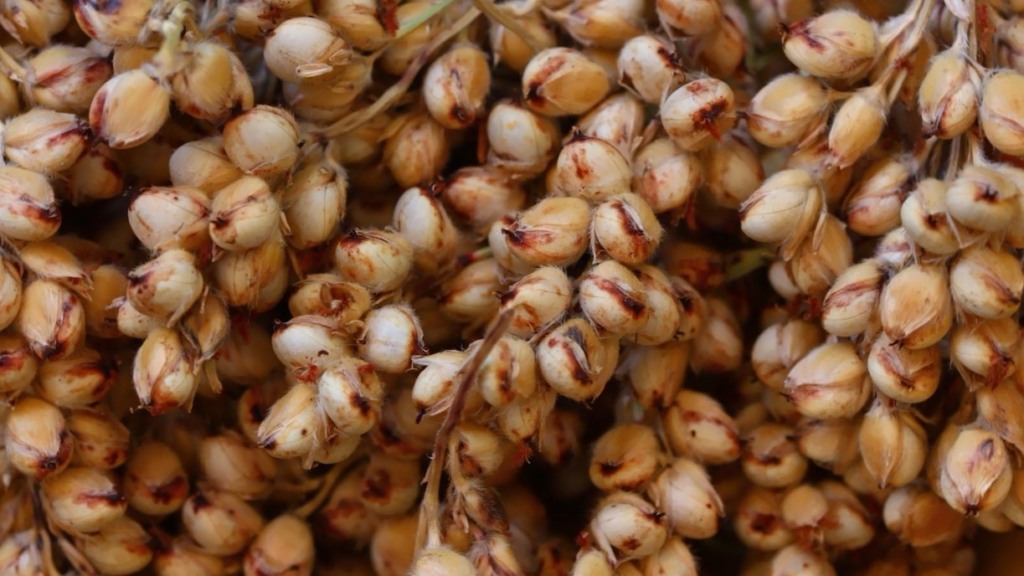 Sorgo tem adaptação a diferentes condições de clima e solo - Foto: Reprodução 