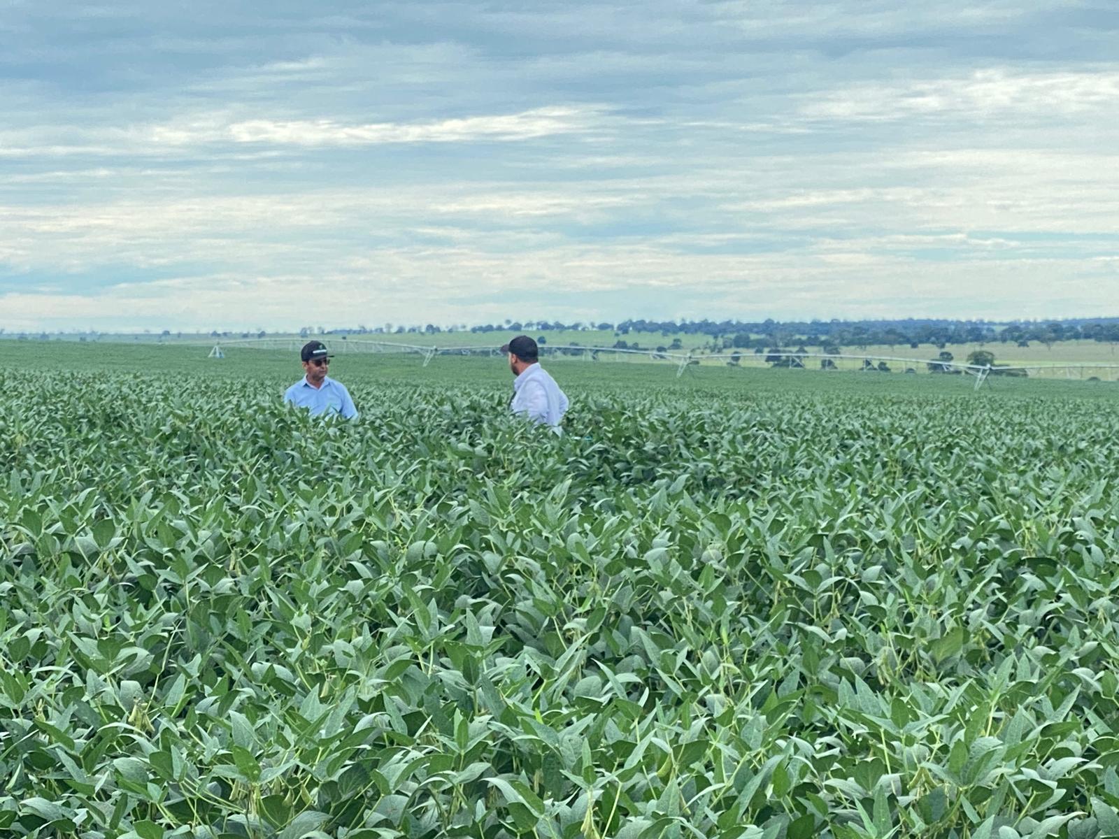 Brasil lidera certificação inédita de carbono com agricultura regenerativa
