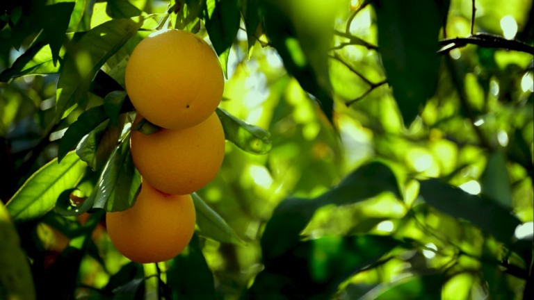 Cada hectare de pomar remove até 2 toneladas de carbono por ano. – Foto: Renato Medeiros/Planeta Campo