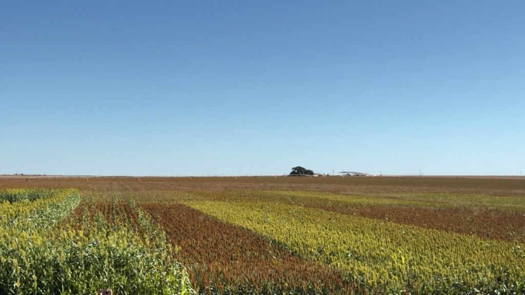 Sorgo cresce na Bahia e ganha destaque como matéria-prima para biocombustíveis – Foto: Reprodução