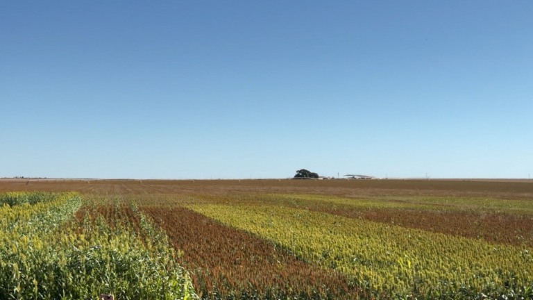 Sorgo cresce na Bahia e ganha destaque como matéria-prima para biocombustíveis – Foto: Reprodução