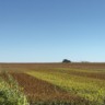 Sorgo cresce na Bahia e ganha destaque como matéria-prima para biocombustíveis – Foto: Reprodução