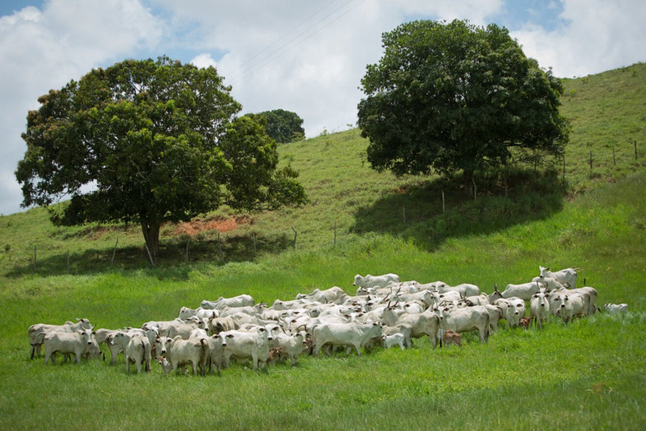 Regularização ambiental rápida devolve produtor ao mercado em MT
