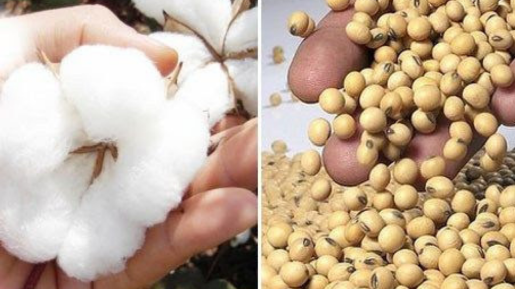 Aplicativo gratuito da Embrapa ajuda produtores a controlar pragas com mais precisão