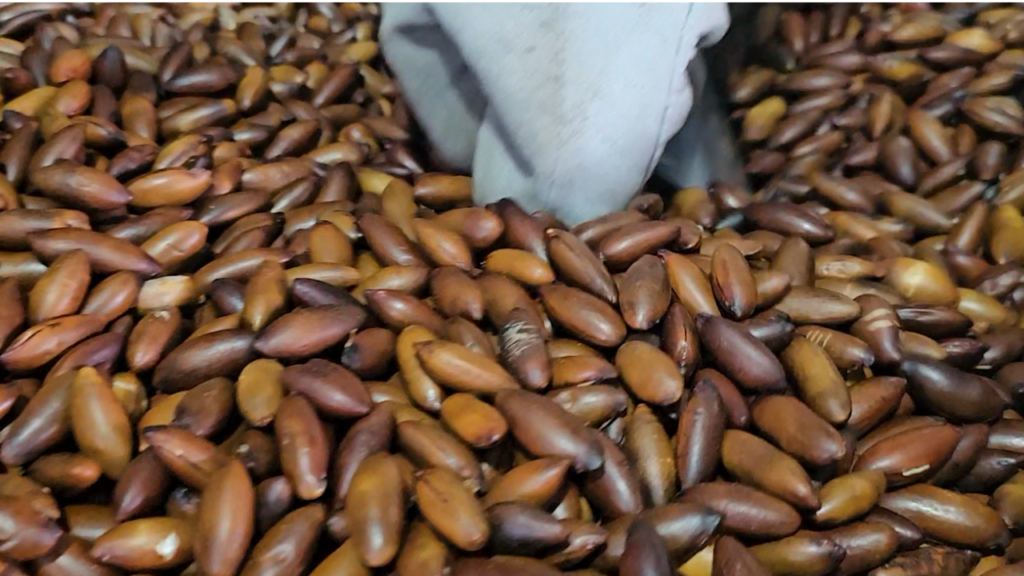 Baru ganha força como bioativo estratégico na nova economia florestal