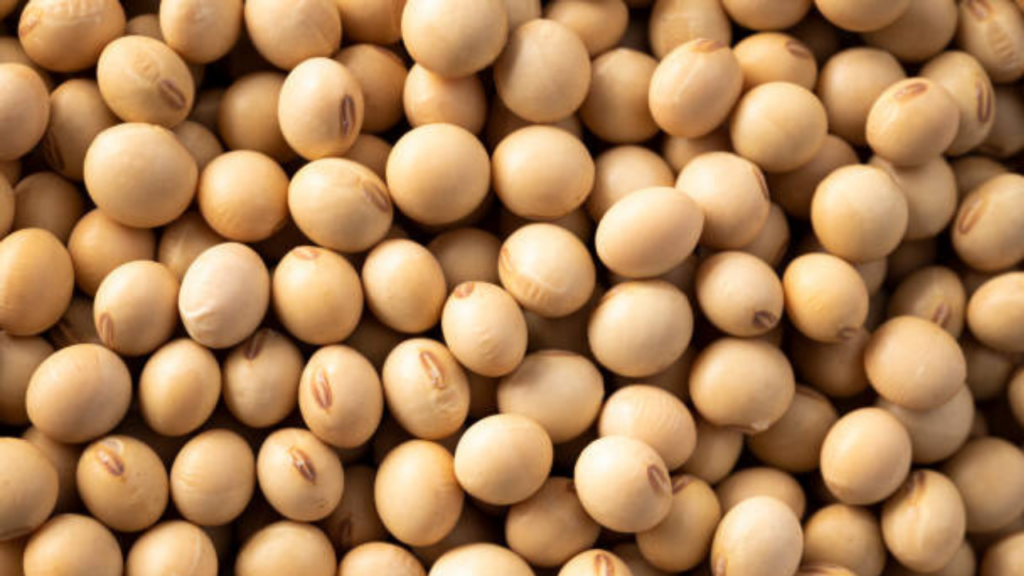 Tecnologia brasileira leva bactéria do semiárido para combater seca nas lavouras