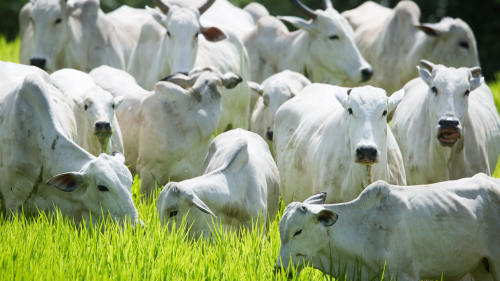 PRODES e bloqueios comerciais: soluções para produtores rurais do sul do Pará