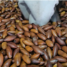 Baru ganha força como bioativo estratégico na nova economia florestal