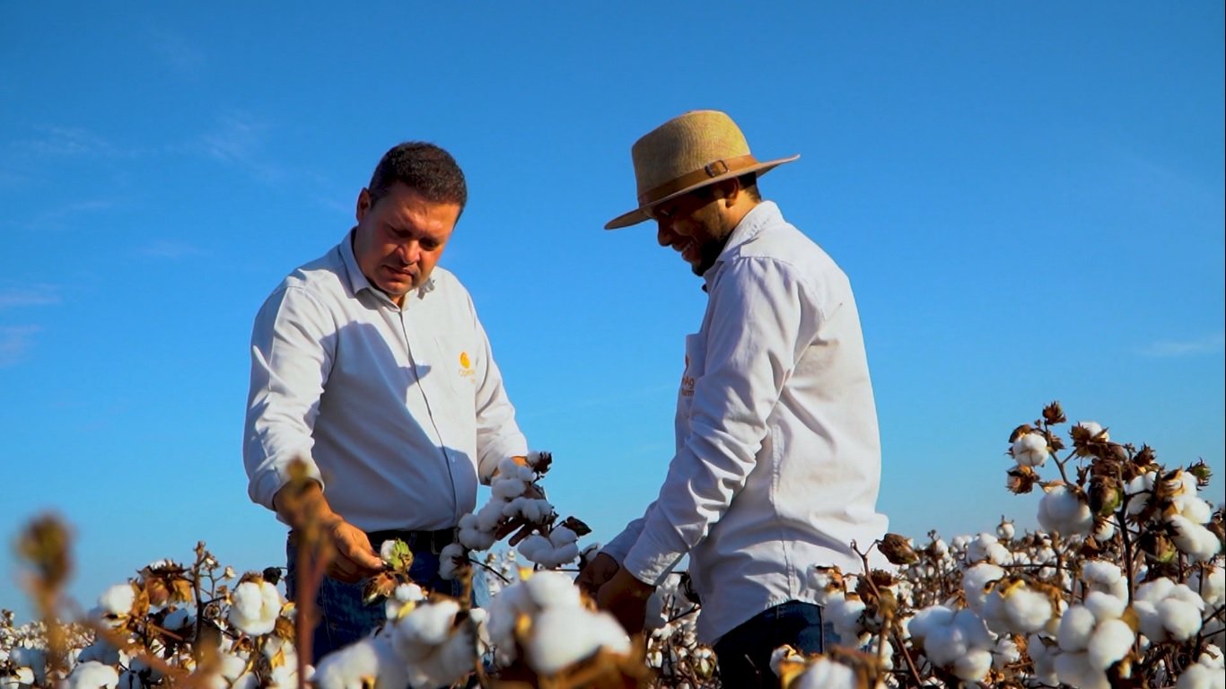 “Somos uma vitrine da UPL”: fazenda modelo em MT mostra eficiência do caroço à pluma