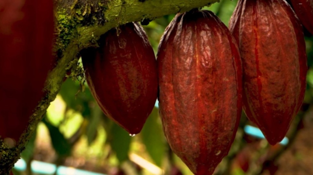 Maior produtor de cacau no Brasil, a Bahia registra produtividade média de 200 a 300 quilos por hectare - Foto: Renato Medeiros Maior produtor de cacau no Brasil, a Bahia registra produtividade média de 200 a 300 quilos por hectare - Foto: Renato Medeiros