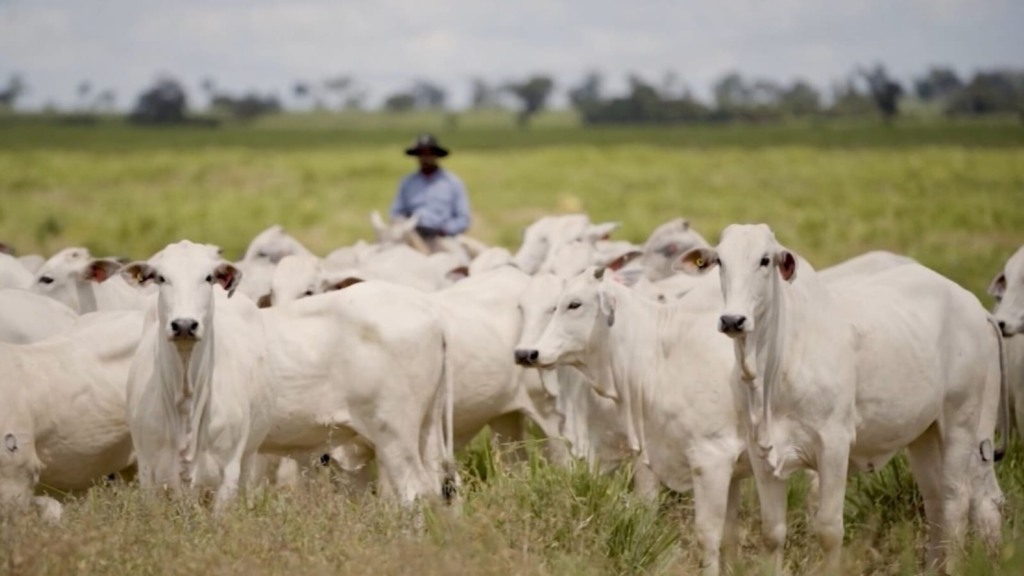 Ferramenta  beneficia pecuária brasileira, que possui um dos maiores rebanhos do mundo - Foto: Renato Medeiros 