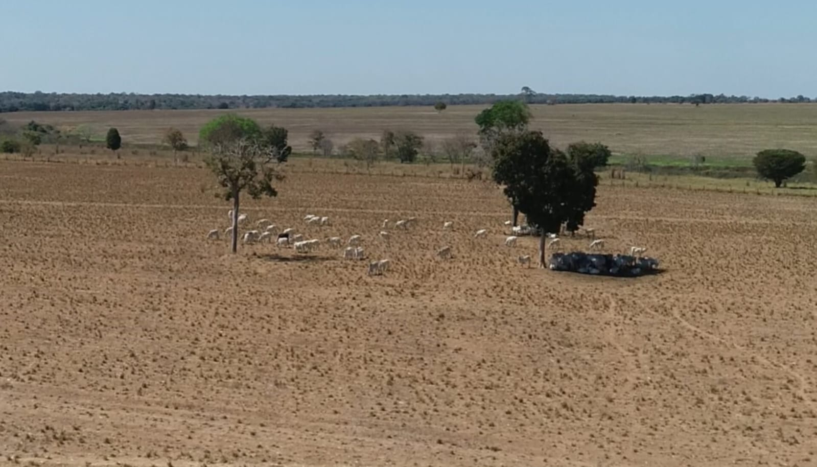 Recuperação de pastagens degradadas exige tempo e investimentos - Foto: Arquivo/Canal Rural 