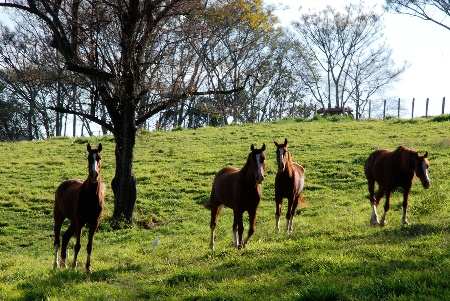 Fazenda em São Paulo recebe primeira certificação internacional em agricultura regenerativa
