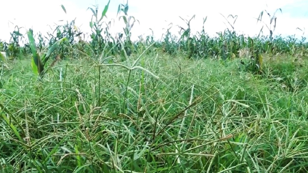 capim pé-de-galinha capim pé-de-galinha