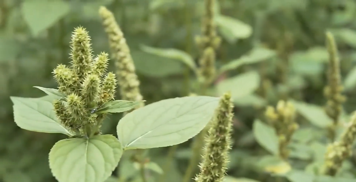 Caruru: a planta daninha resistente a defensivos agrícolas