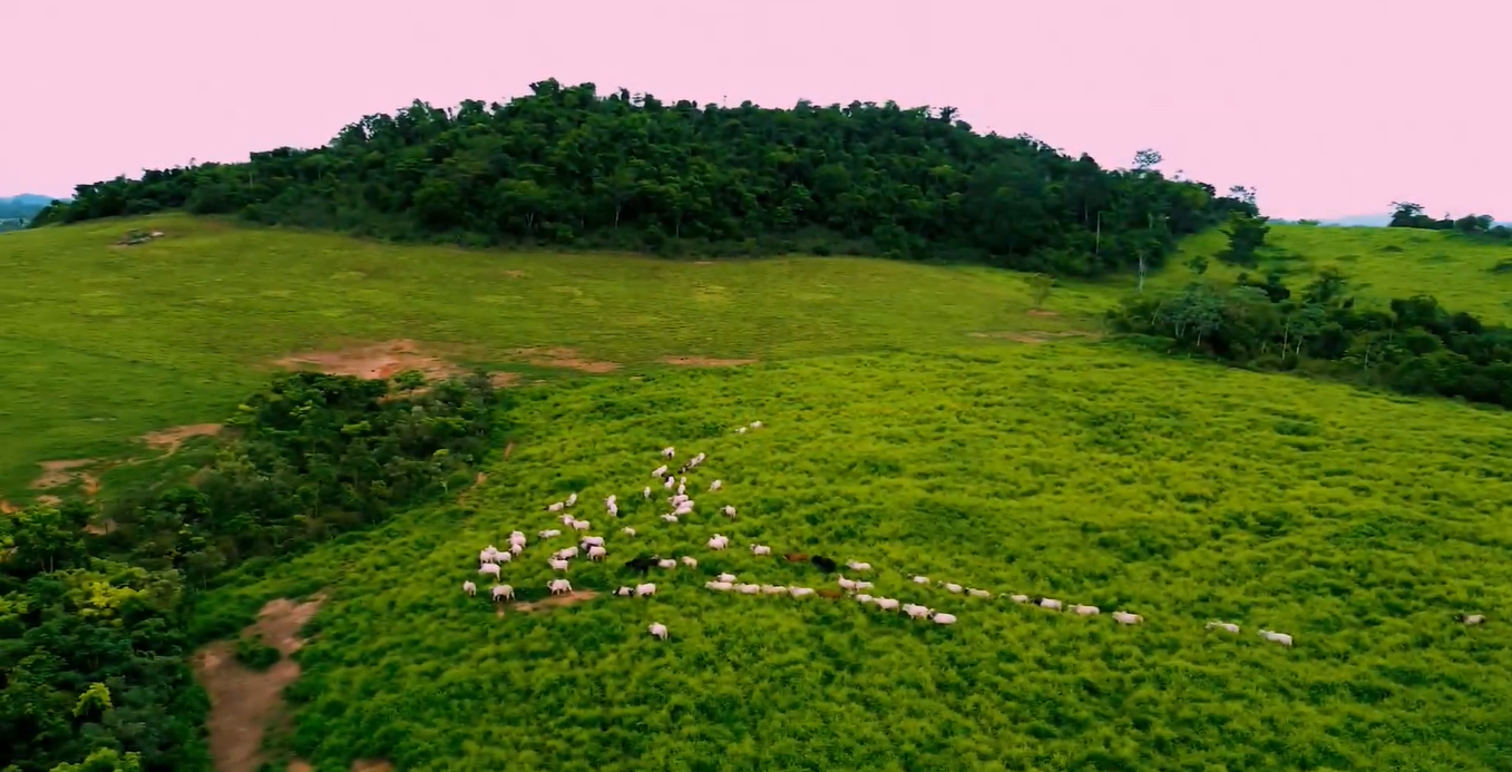 Produtores de MT repensam manejo de pastagens para elevar eficiência na pecuária