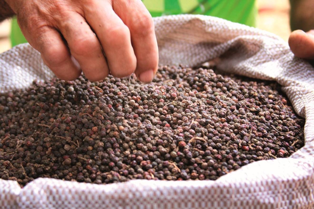 Pimenta-do-reino
