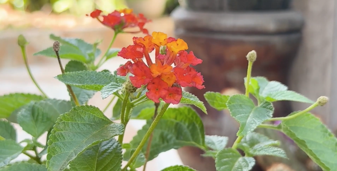 Projeto une compostagem, educação ambiental e participação comunitária