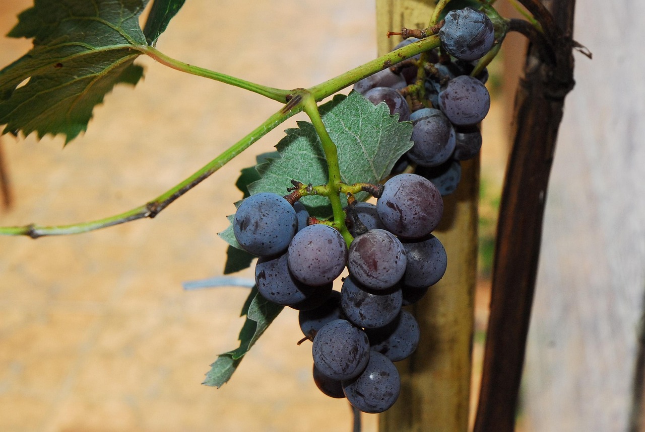 uvas