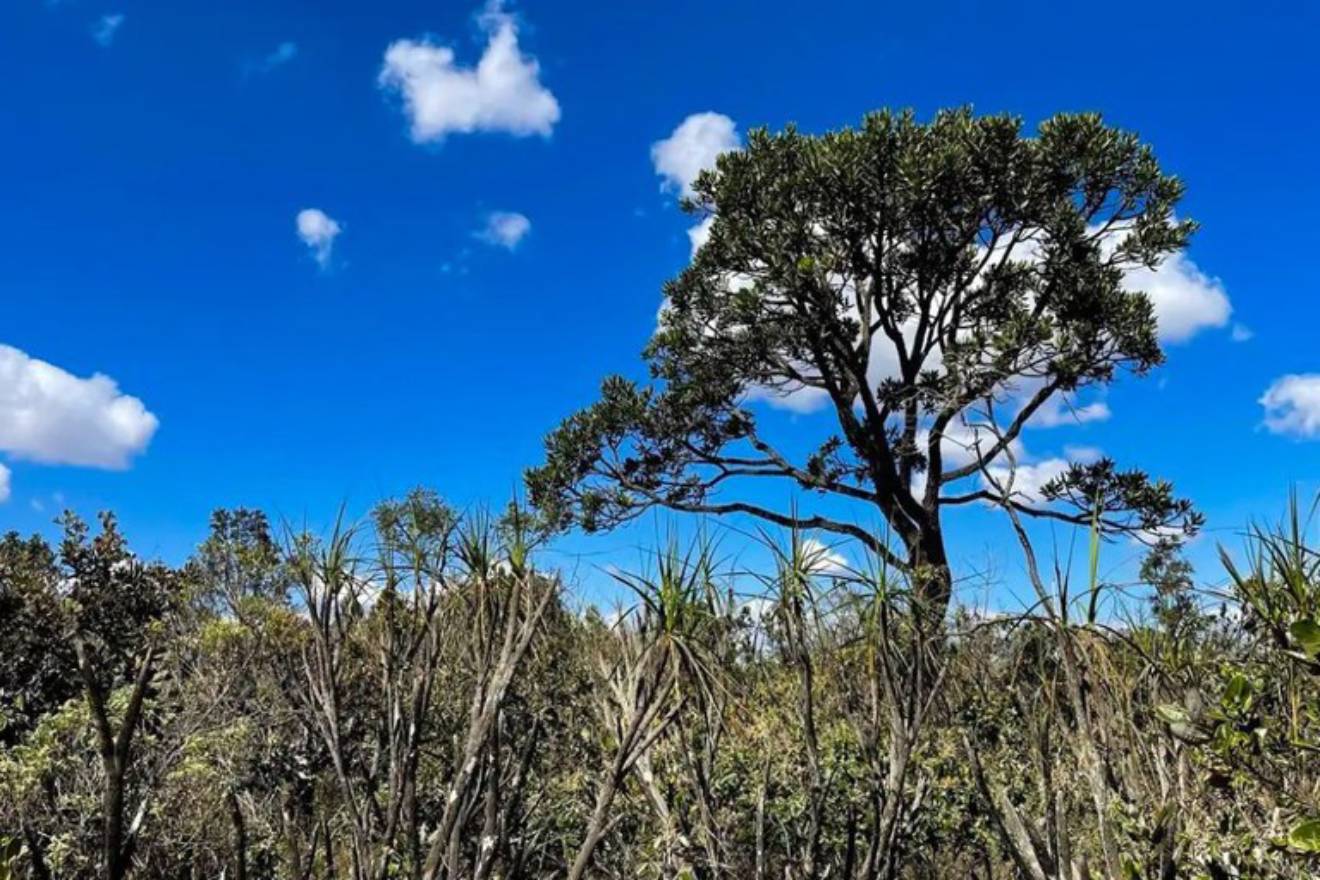 Cerrado