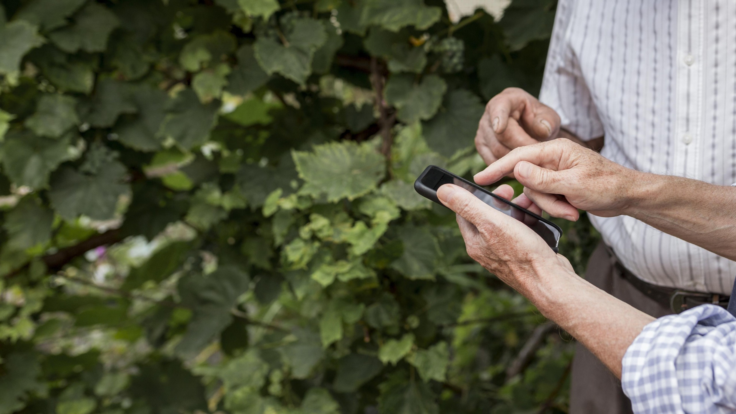 Rastreabilidade e boas práticas na agricultura