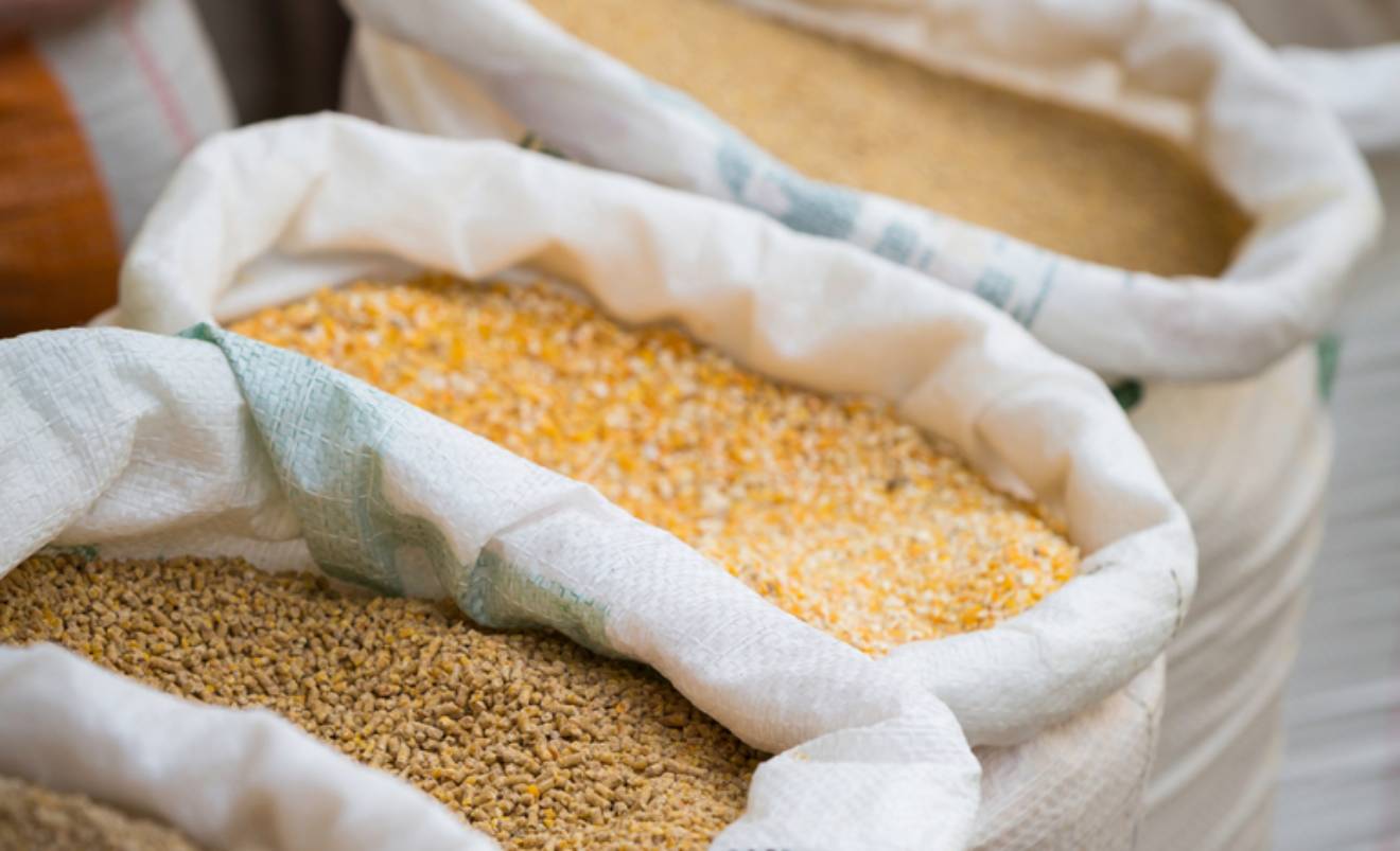Inteligência artificial auxilia produtores na nutrição animal