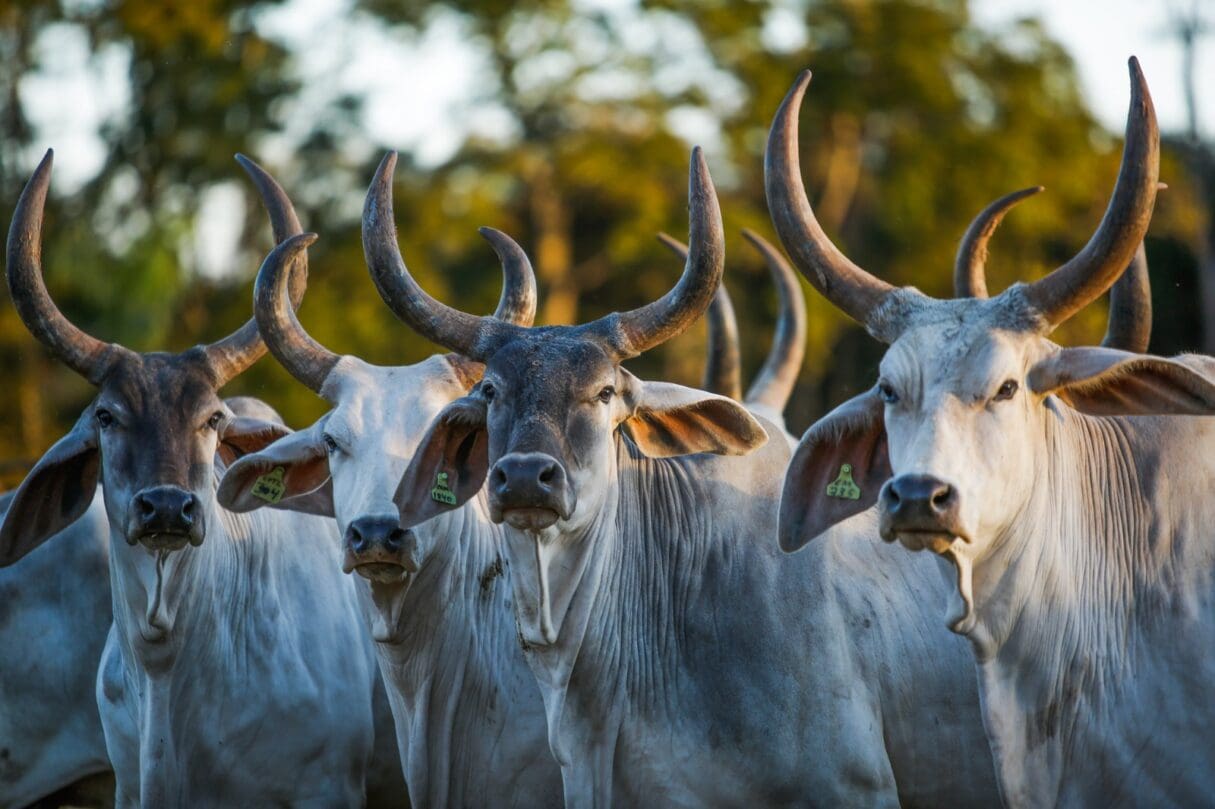 Zebu rebanho
