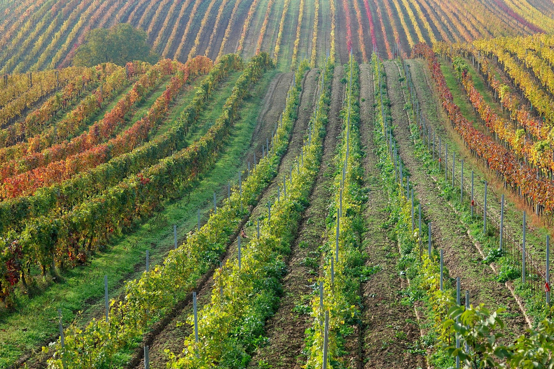 agricultura