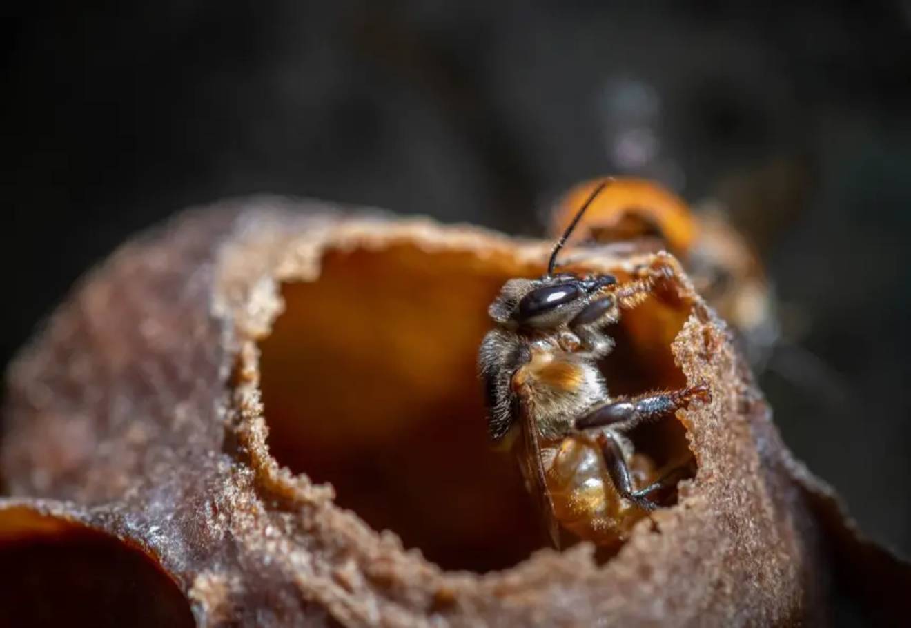 Dia Mundial da Abelha: criação de abelhas sem ferrão fortalece comunidades no Pará