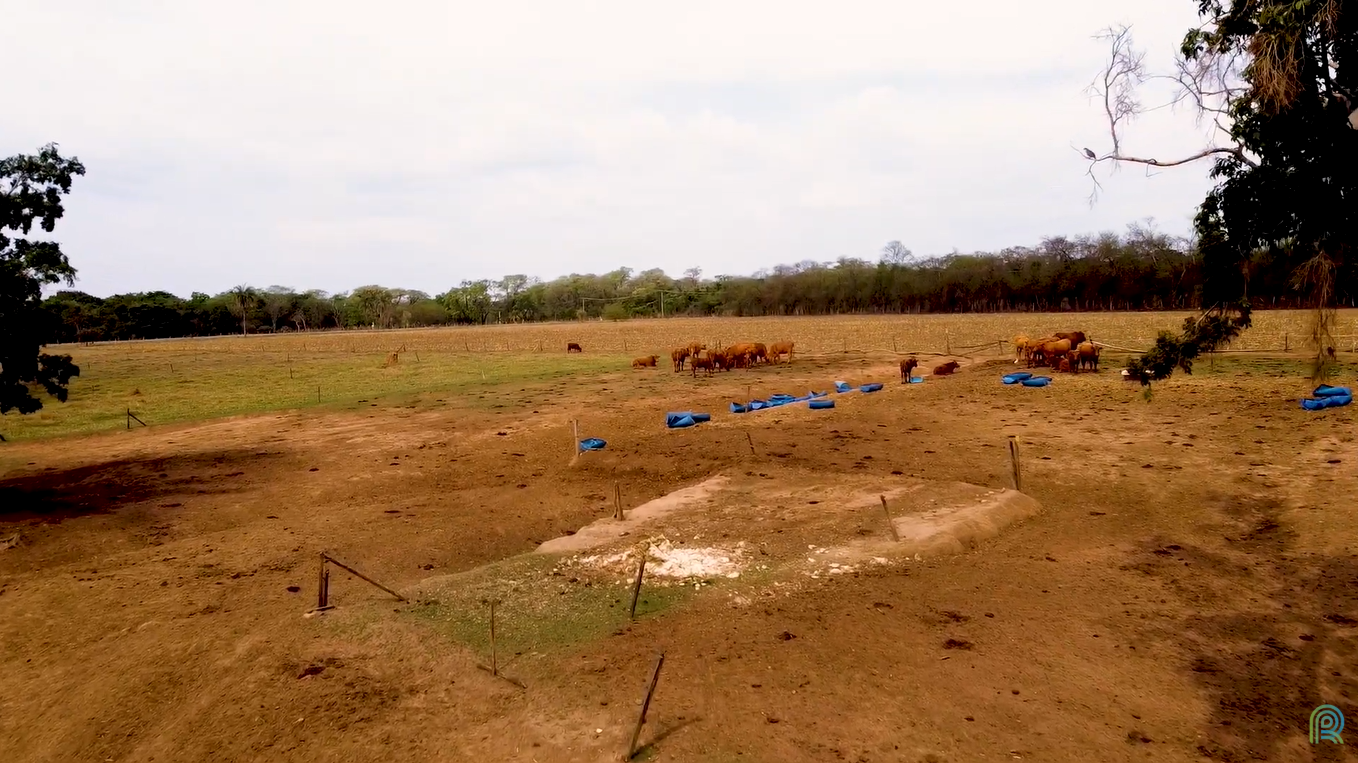 Fazenda resgata conhecimentos antigos e encontra caminhos para uma produção mais rentável