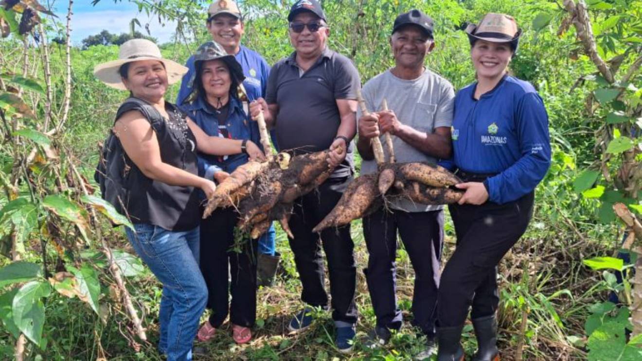 Colheita de mandioca no Amazonas avalia variedades da Embrapa e de agricultores locais