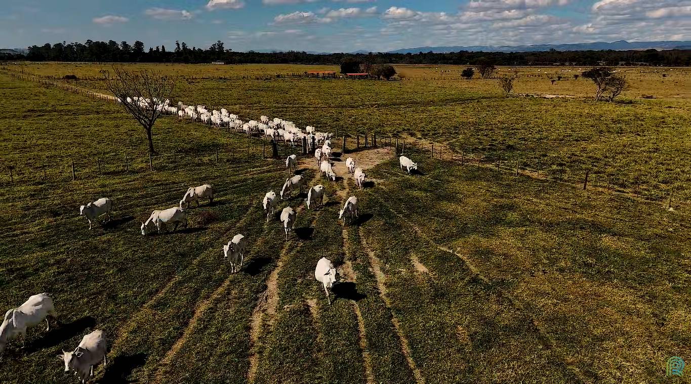 Gestão de dados impulsiona eficiência e rentabilidade na Fazenda São Clemente