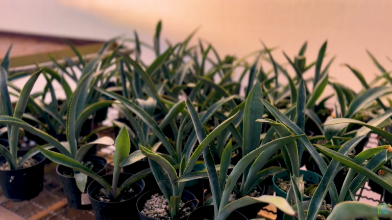 agave