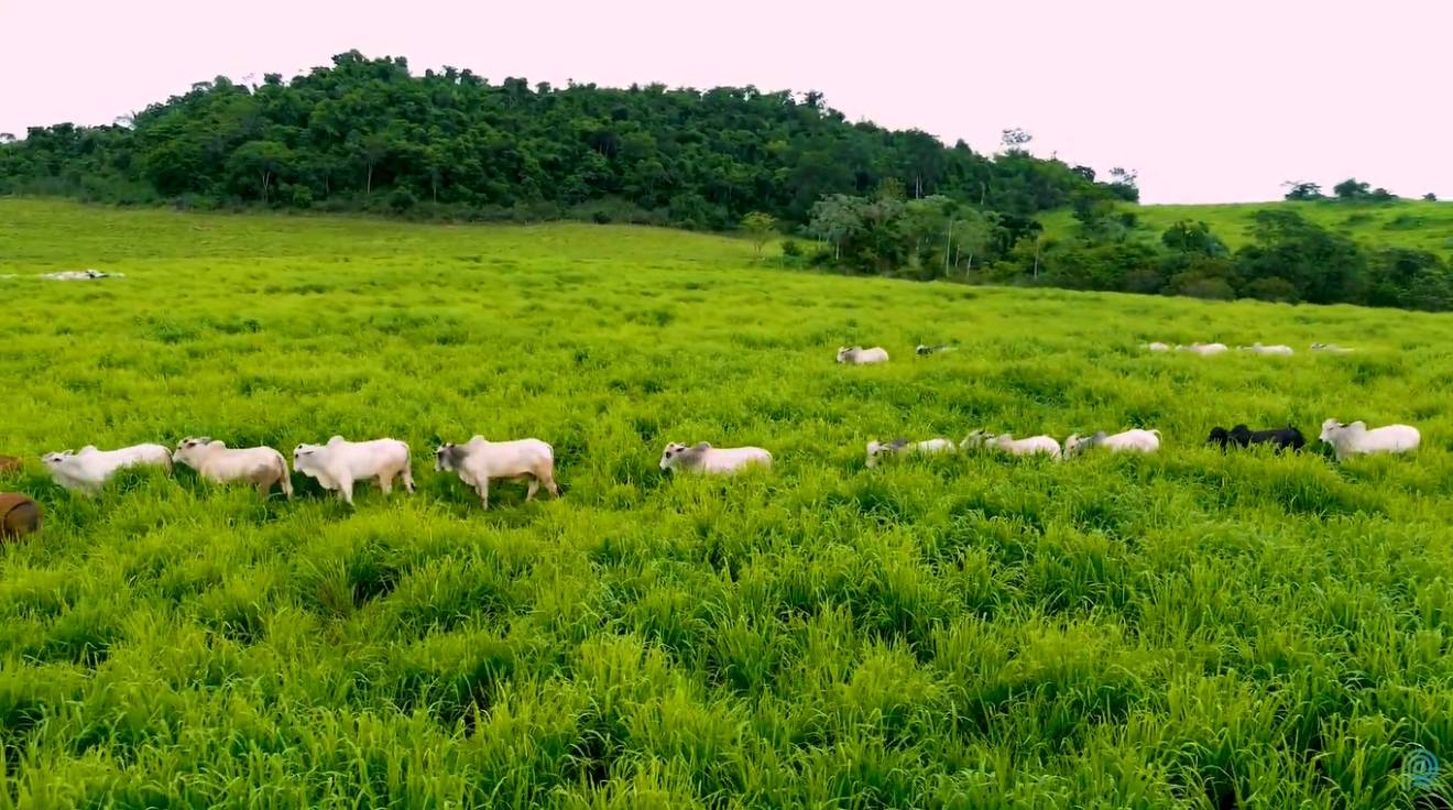 fazenda