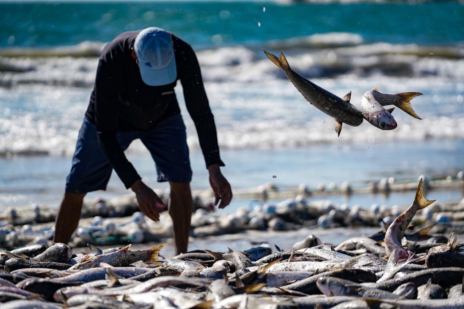 Por que a pesca da tainha tem limite de captura? Entenda o sistema de cotas