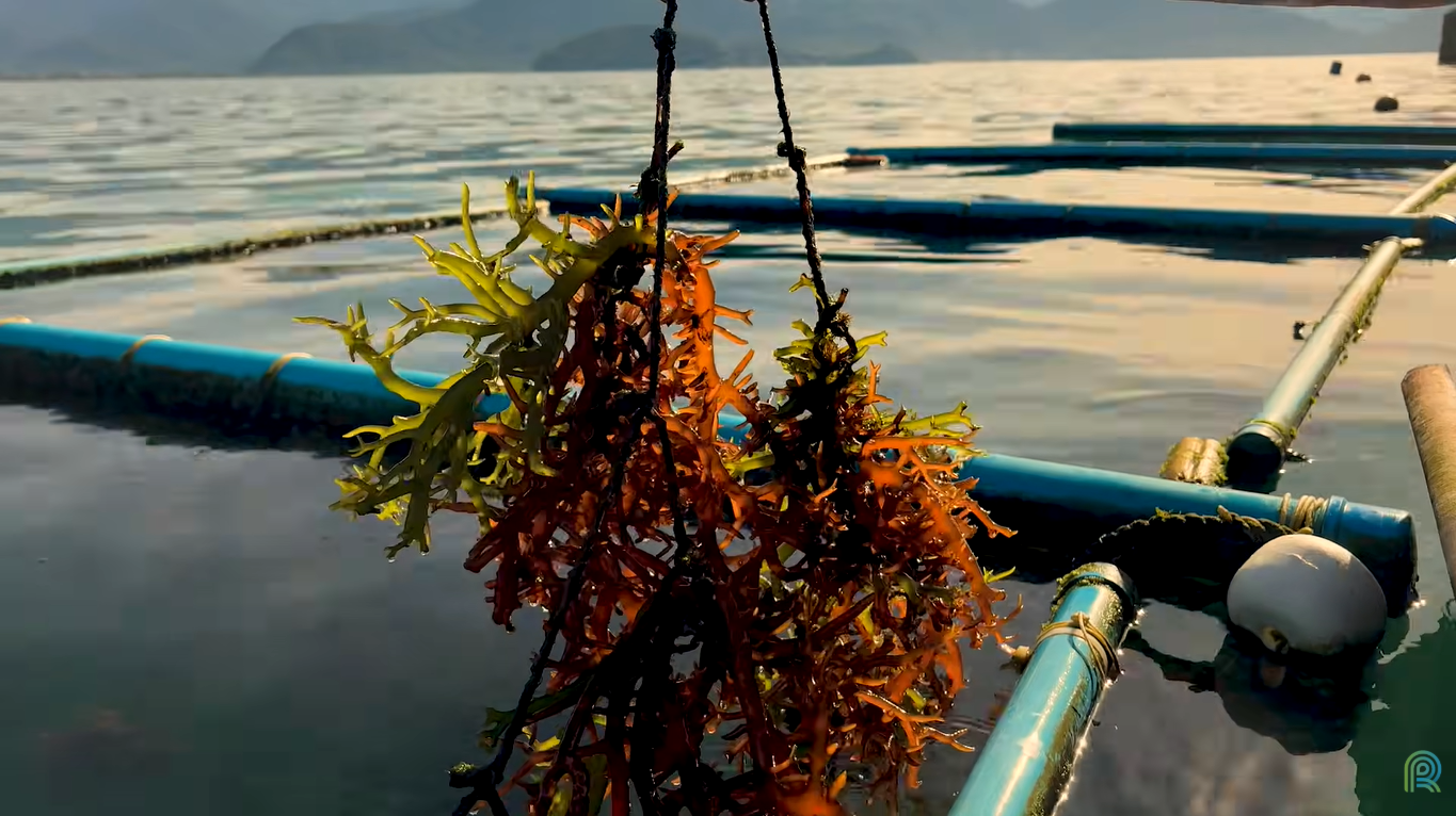 Você usaria um fertilizante feito a partir de algas marinhas? Pesquisa mostra potencial da tecnologia