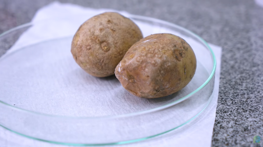 batatas batatas
