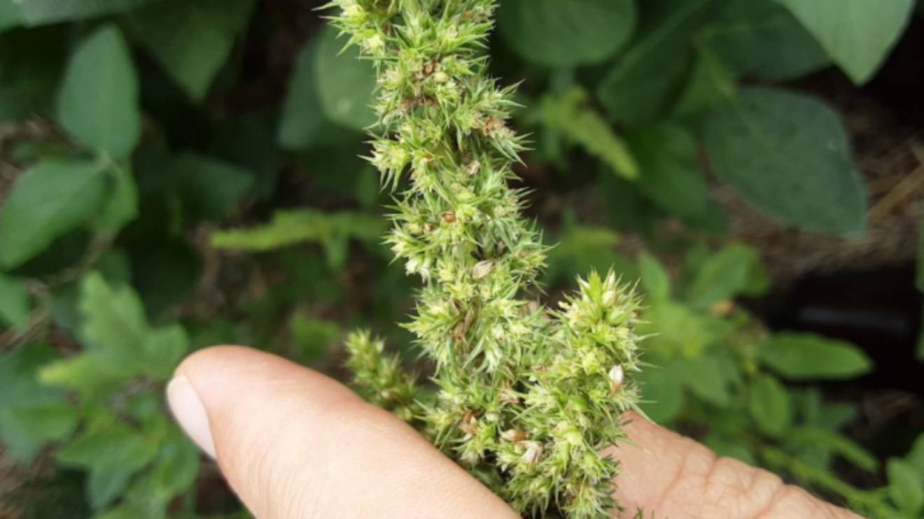 Conheça a planta invasora que ameaça a produtividade da soja, do milho e do algodão