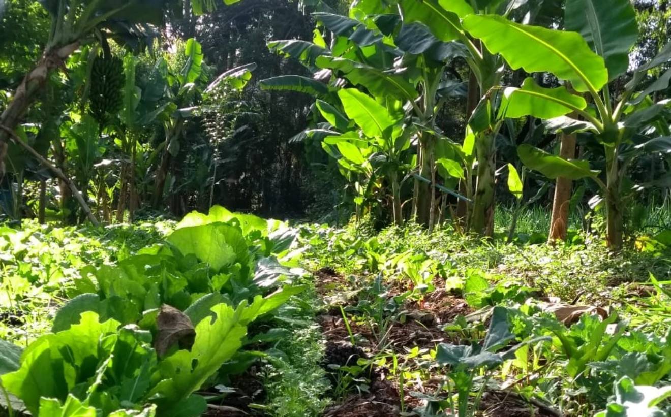 Projeto que incentiva sistemas agroflorestais avança na Câmara dos Deputados